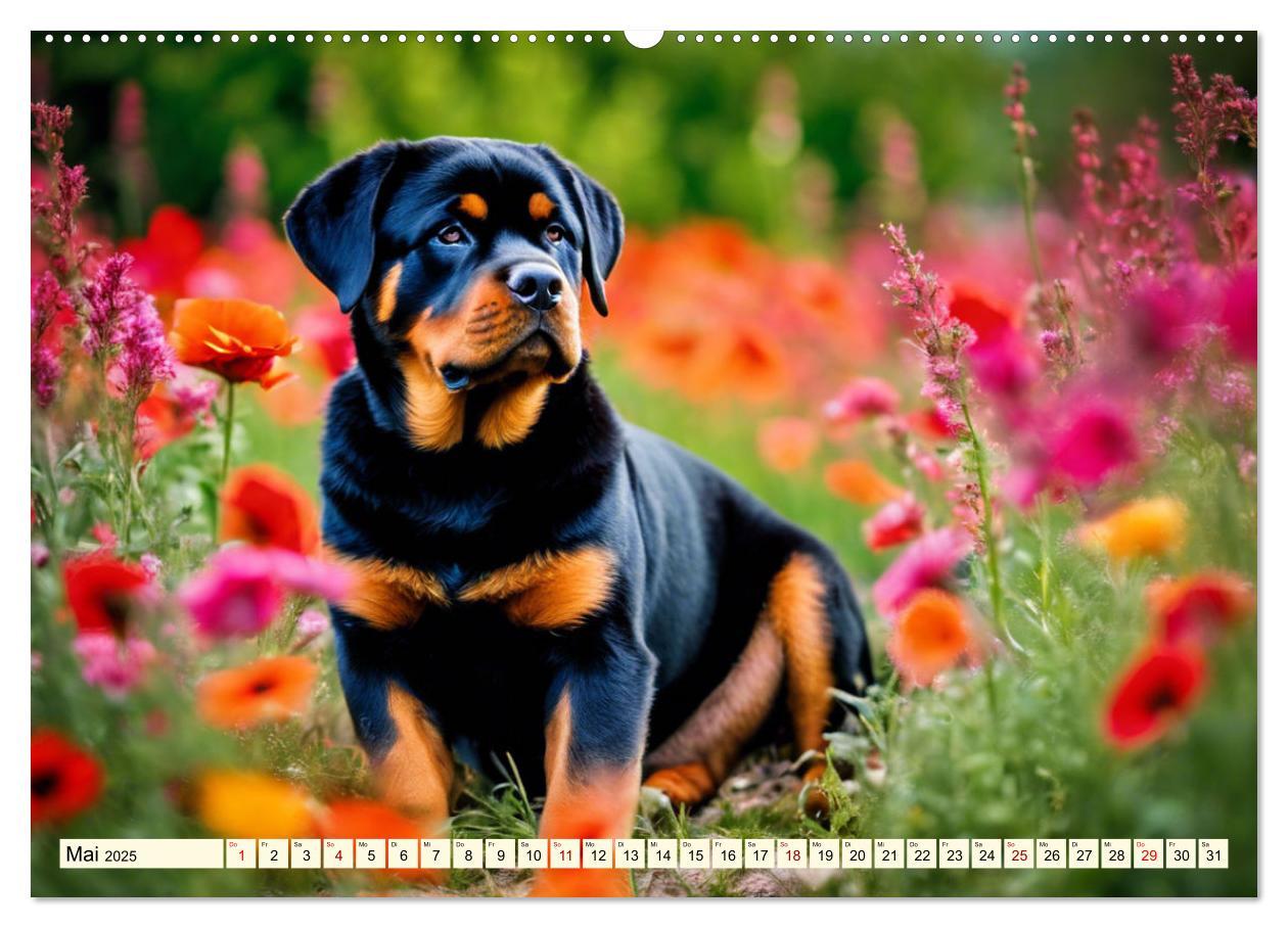 Bild: 9783457128886 | Rottweiler - die Beschützer (Wandkalender 2025 DIN A2 quer),...