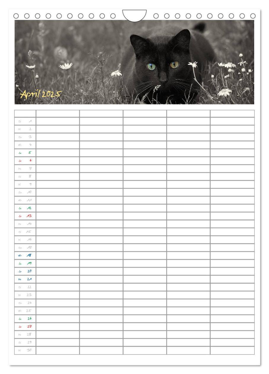 Bild: 9783457088166 | Miezekatzen Planungskalender (Wandkalender 2025 DIN A4 hoch),...