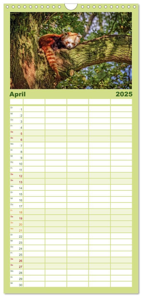 Bild: 9783457117071 | Familienplaner 2025 - Kleiner Panda mit 5 Spalten (Wandkalender, 21...