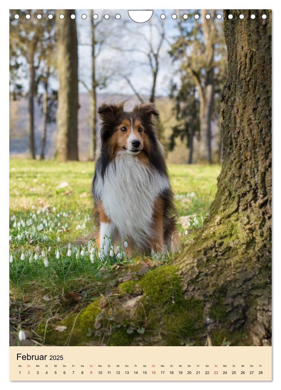 Bild: 9783457041130 | Mit Shelties durchs Jahr (Wandkalender 2025 DIN A4 hoch), CALVENDO...