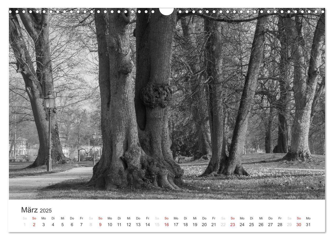 Bild: 9783435660469 | Bäume - Naturschönheiten in schwarz-weiß (Wandkalender 2025 DIN A3...