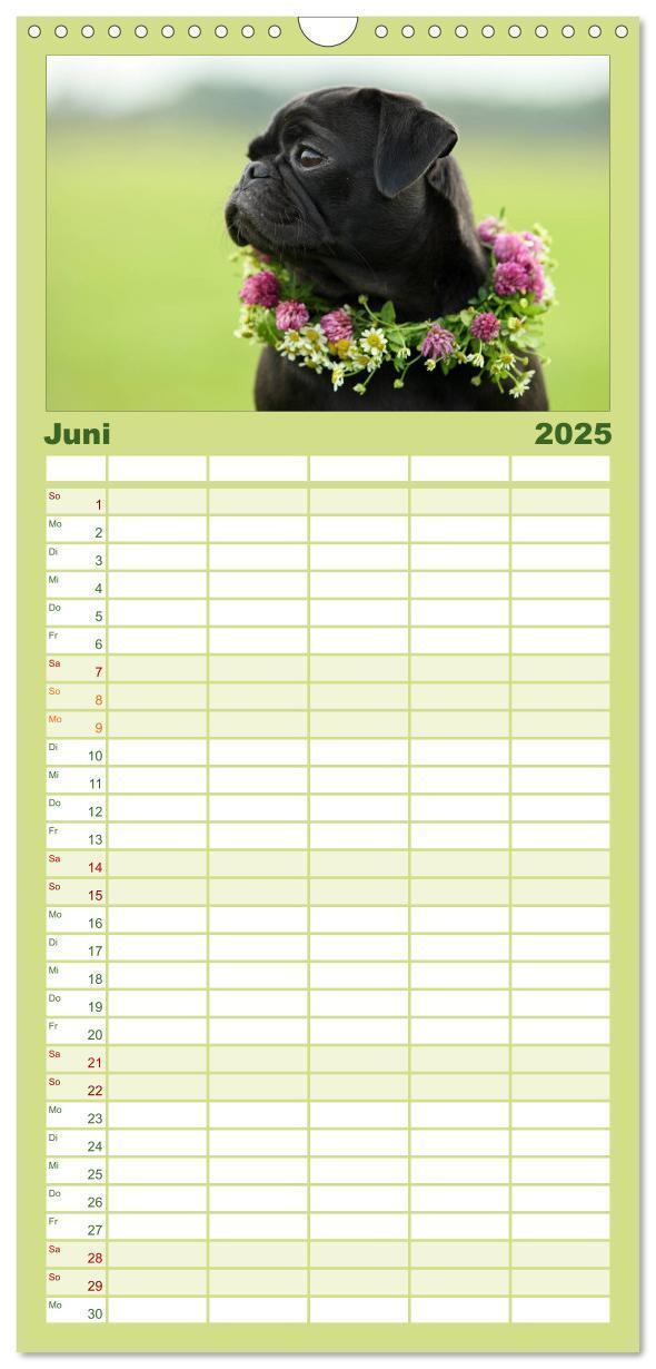 Bild: 9783457119709 | Familienplaner 2025 - Der MOPS-Kalender mit 5 Spalten...