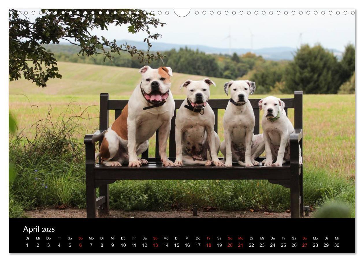 Bild: 9783435656240 | American Bulldog - stolz, loyal, einzigartig (Wandkalender 2025 DIN...