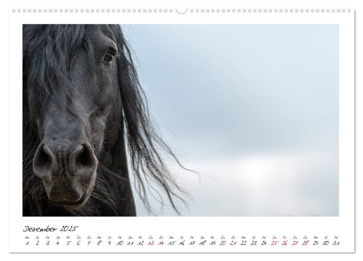 Bild: 9783435235407 | Friesen - stolze Giganten (Wandkalender 2025 DIN A2 quer), CALVENDO...