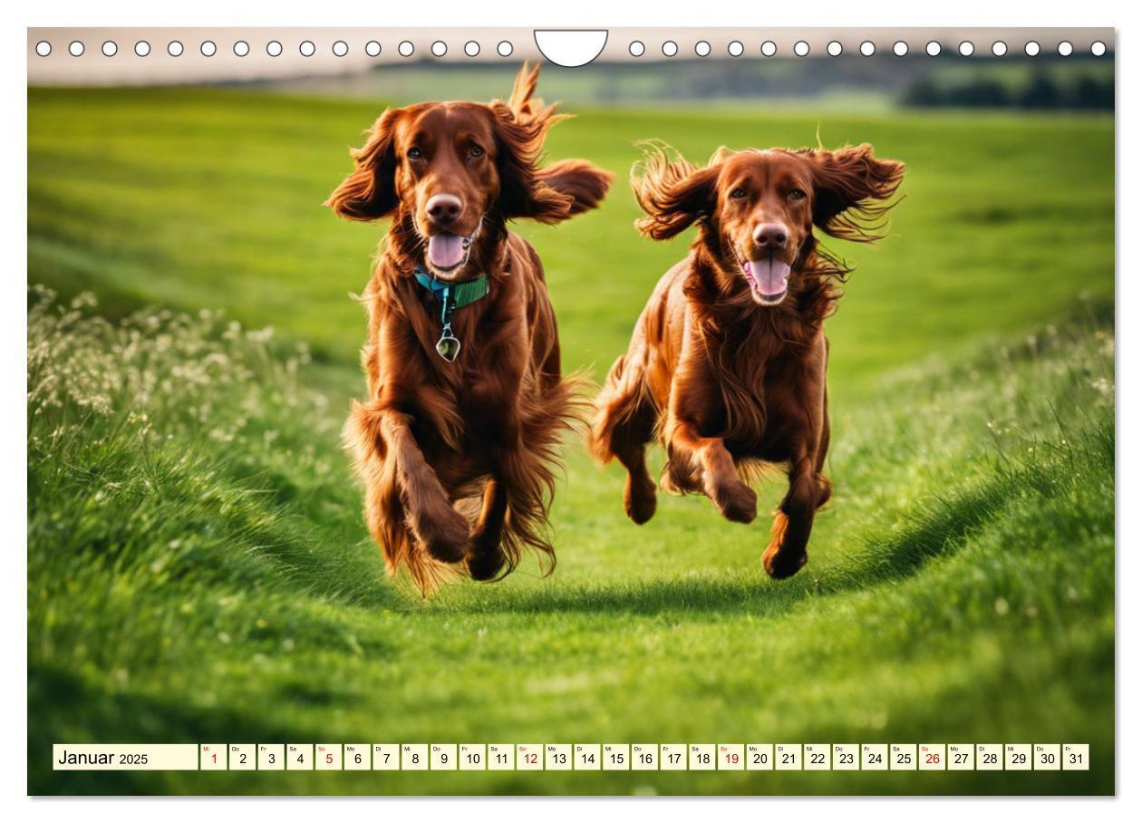 Bild: 9783435010844 | Irish Setter - Anmut pur (Wandkalender 2025 DIN A4 quer), CALVENDO...