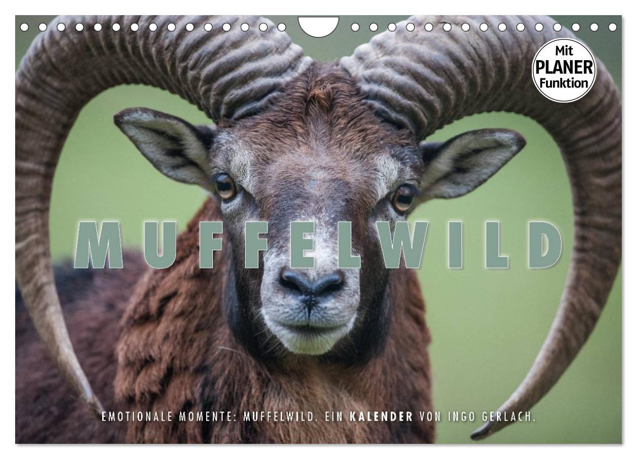 Cover: 9783435544493 | Emotionale Momente: Muffelwild. (Wandkalender 2025 DIN A4 quer),...