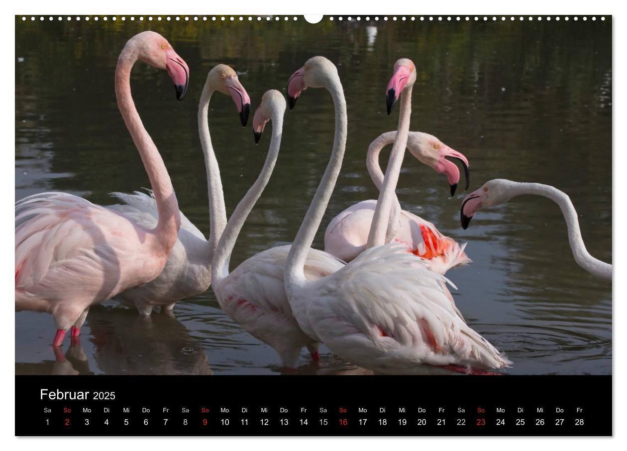 Bild: 9783435674473 | Flamingos der Camargue 2025 (Wandkalender 2025 DIN A2 quer),...