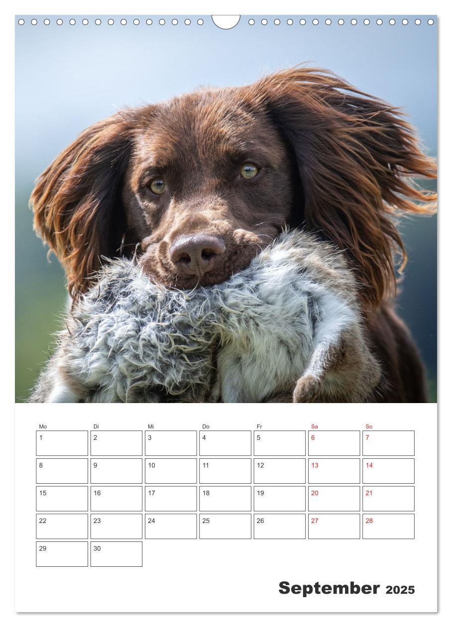 Bild: 9783457163399 | Geboren um zu Jagen. Der kleine Münsterländer (Wandkalender 2025...