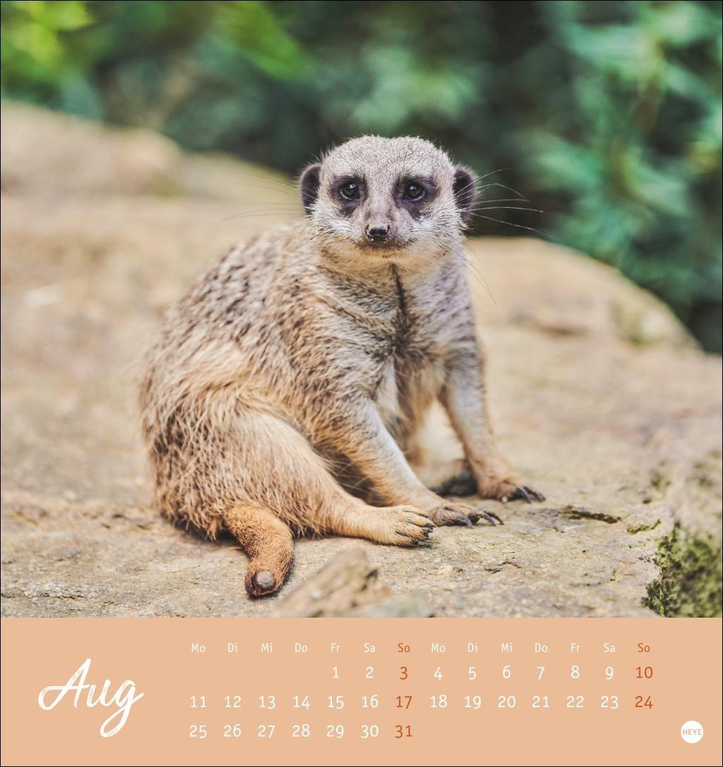 Bild: 9783756407163 | Erdmännchen Postkartenkalender 2025 | Heye | Kalender | Spiralbindung