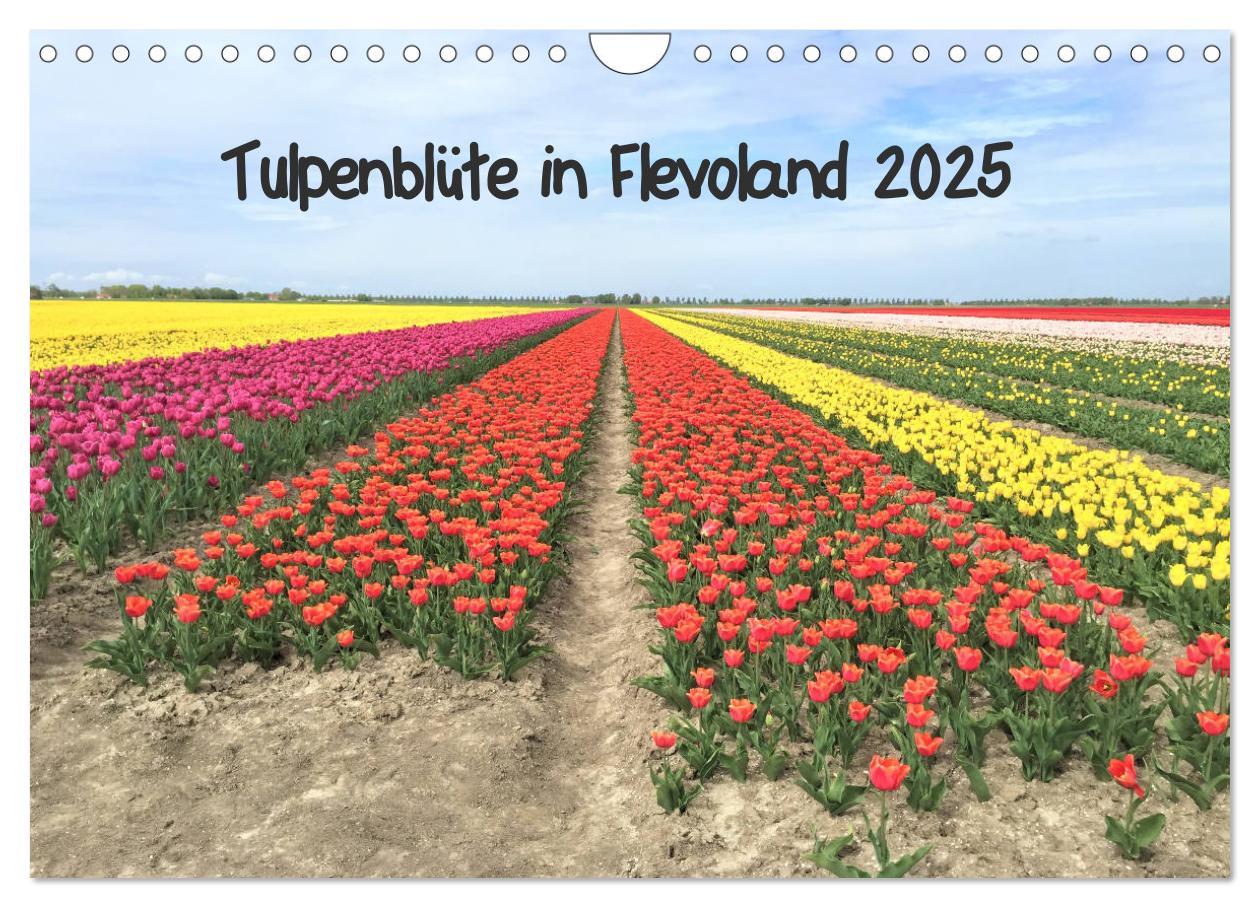 Cover: 9783435261840 | Tulpenblüte in Flevoland 2025 (Wandkalender 2025 DIN A4 quer),...