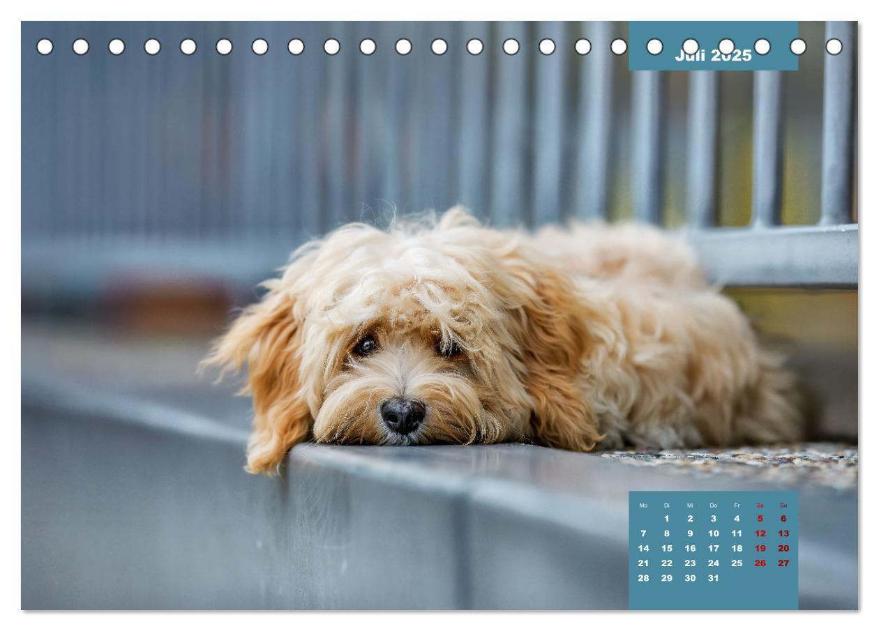 Bild: 9783435033096 | Rocket der Havaneser (Tischkalender 2025 DIN A5 quer), CALVENDO...