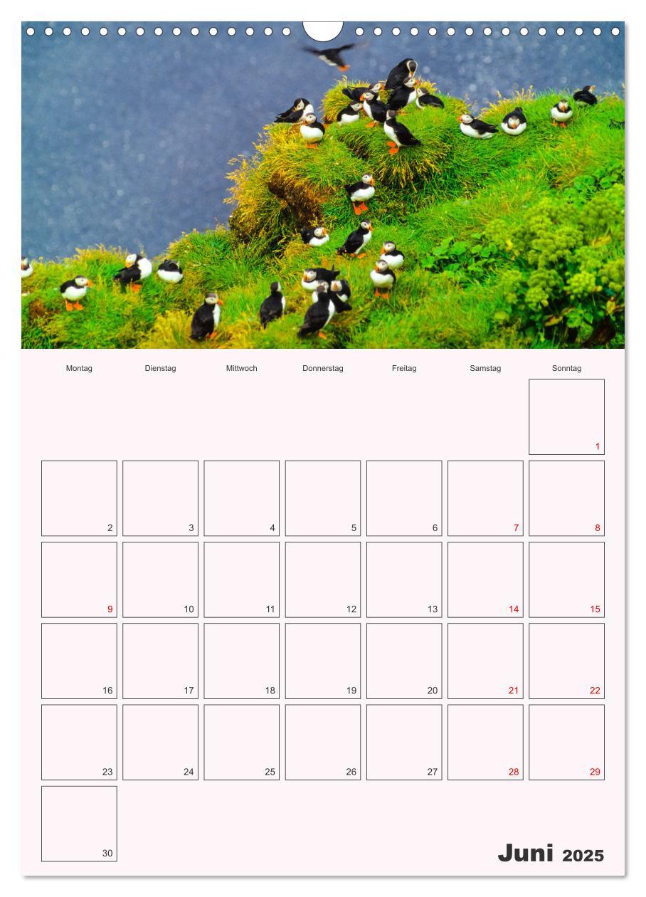 Bild: 9783435927296 | Papageitaucher Monatsplaner (Wandkalender 2025 DIN A3 hoch),...