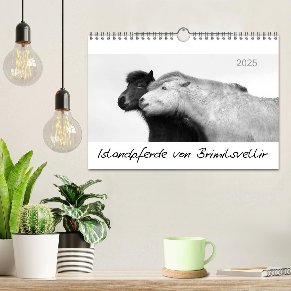 Bild: 9783435763139 | Islandpferde von Brimilsvellir (Wandkalender 2025 DIN A4 quer),...