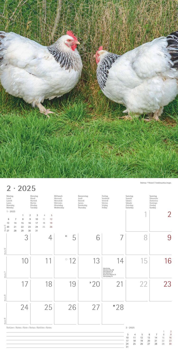 Bild: 4251732344306 | Hühner 2025 - Broschürenkalender 30x30 cm (30x60 geöffnet) -...