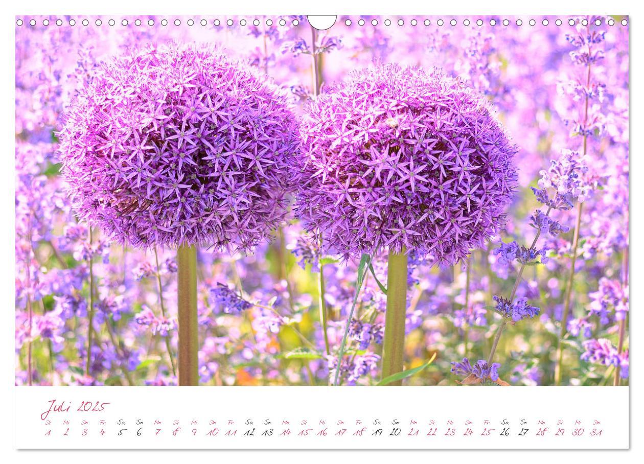 Bild: 9783435212743 | Blütenträume in violett und pink (Wandkalender 2025 DIN A3 quer),...