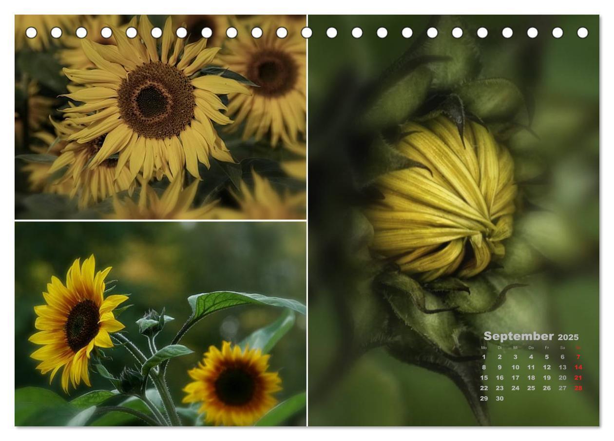 Bild: 9783435611355 | Blumenreise 2025 (Tischkalender 2025 DIN A5 quer), CALVENDO...