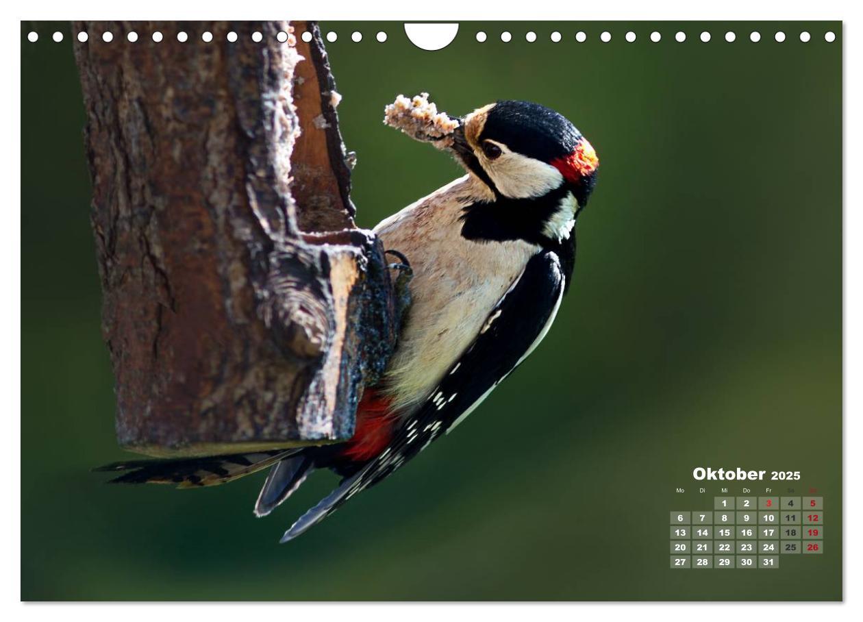 Bild: 9783435729210 | NATUR PUR - Singvögel ganz nah (Wandkalender 2025 DIN A4 quer),...