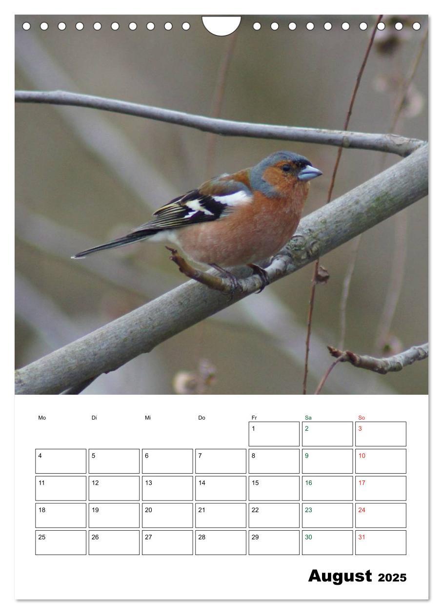 Bild: 9783457086025 | Heimische Singvögel (Wandkalender 2025 DIN A4 hoch), CALVENDO...