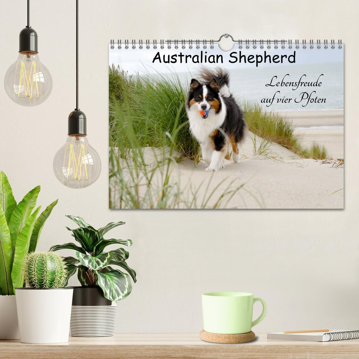 Bild: 9783435553624 | Australian Shepherd - Lebensfreude auf vier Pfoten (Wandkalender...