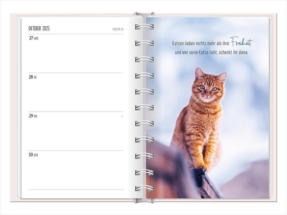 Bild: 9783986360771 | Terminplaner 2025 Samtpfoten | Terminplaner Hardcover | Original