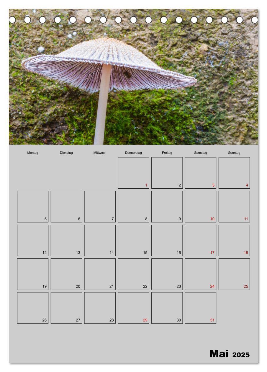 Bild: 9783435942367 | Quer durch die Pilze (Tischkalender 2025 DIN A5 hoch), CALVENDO...