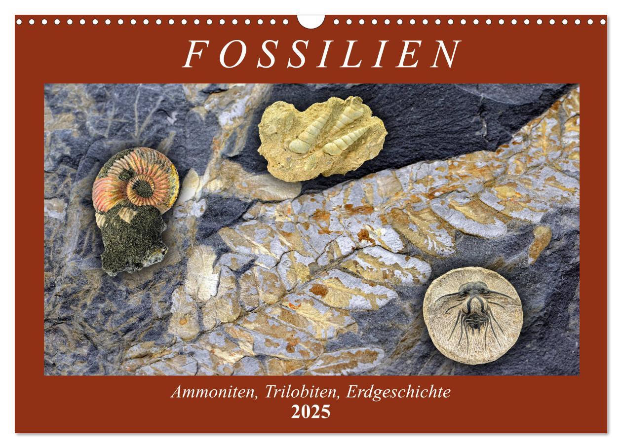 Cover: 9783435254187 | Fossilien - Ammoniten, Trilobiten, Erdgeschichte (Wandkalender 2025...