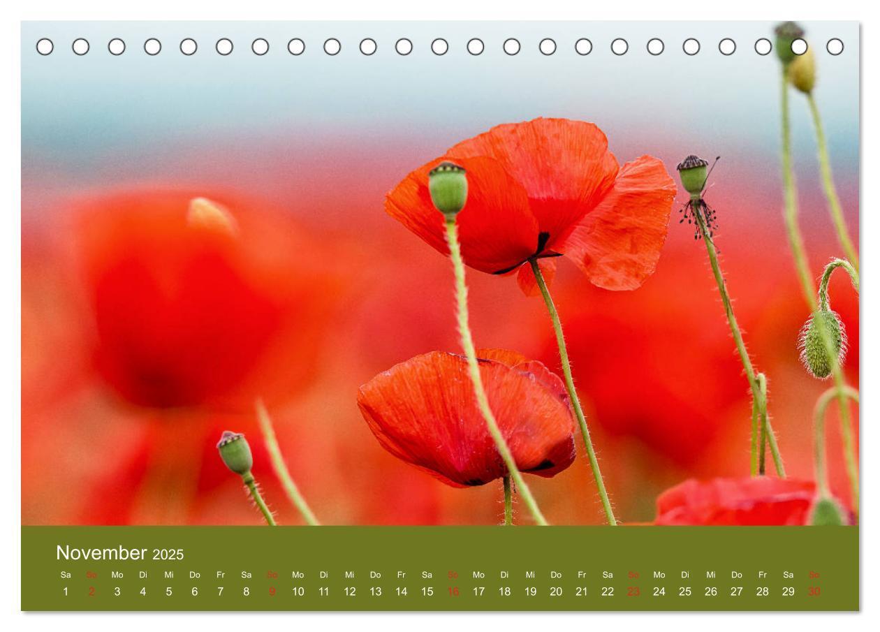 Bild: 9783435121458 | Mohnblumen Romantik (Tischkalender 2025 DIN A5 quer), CALVENDO...