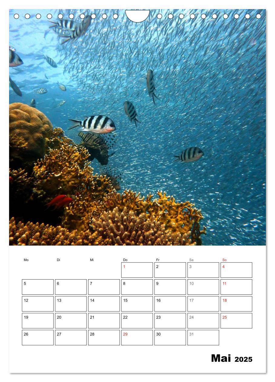 Bild: 9783457036006 | Zauberwelt. Fische, Korallen und Co. (Wandkalender 2025 DIN A4...