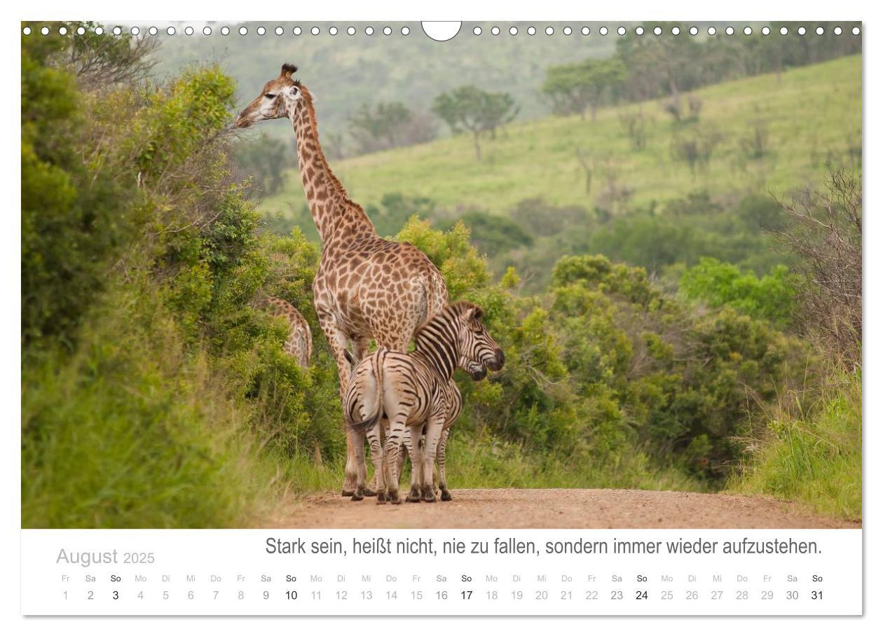 Bild: 9783435819065 | Tierische Glücksmomente mit Weisheiten (Wandkalender 2025 DIN A3...