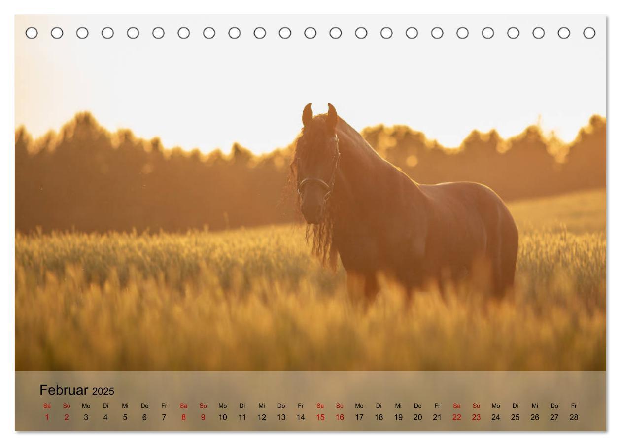 Bild: 9783435288441 | Pferdezauber 2025 (Tischkalender 2025 DIN A5 quer), CALVENDO...