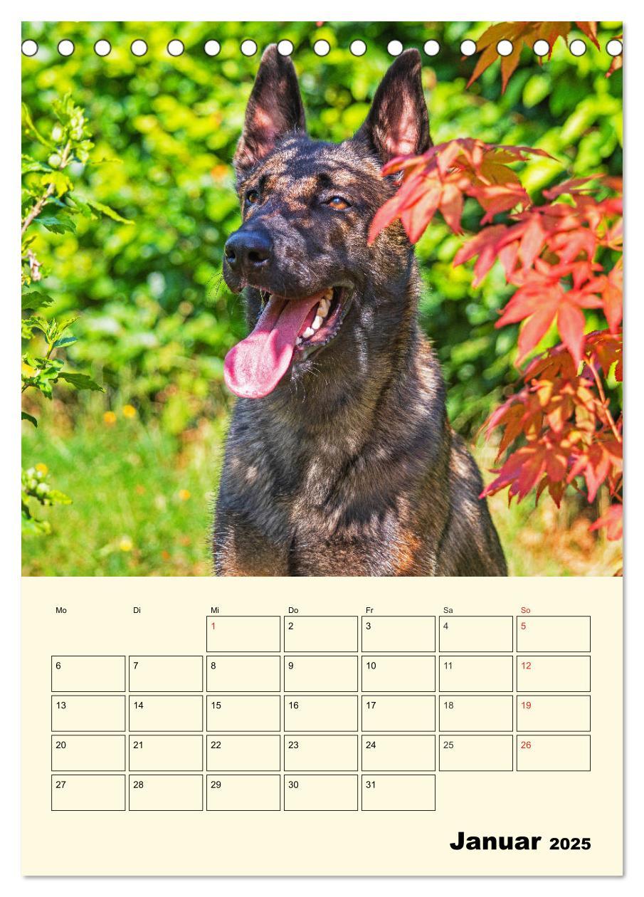 Bild: 9783435944293 | Familienplaner Tausendsassa Malinois (Tischkalender 2025 DIN A5...