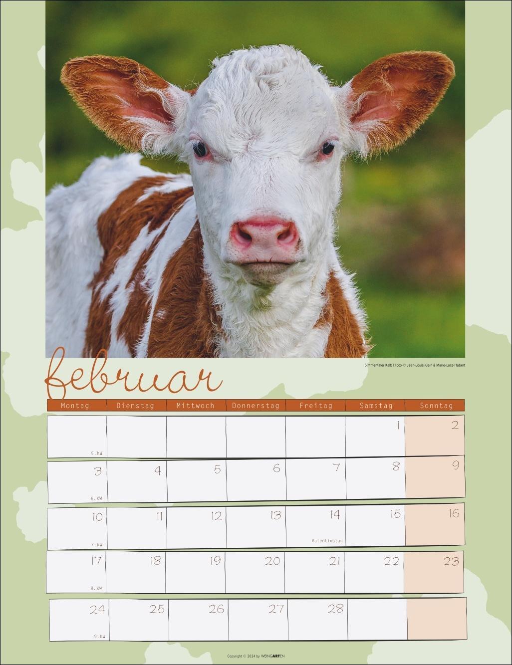 Bild: 9783839900734 | Kuh Kalender 2025 | Kalender | Spiralbindung | 14 S. | Deutsch | 2025