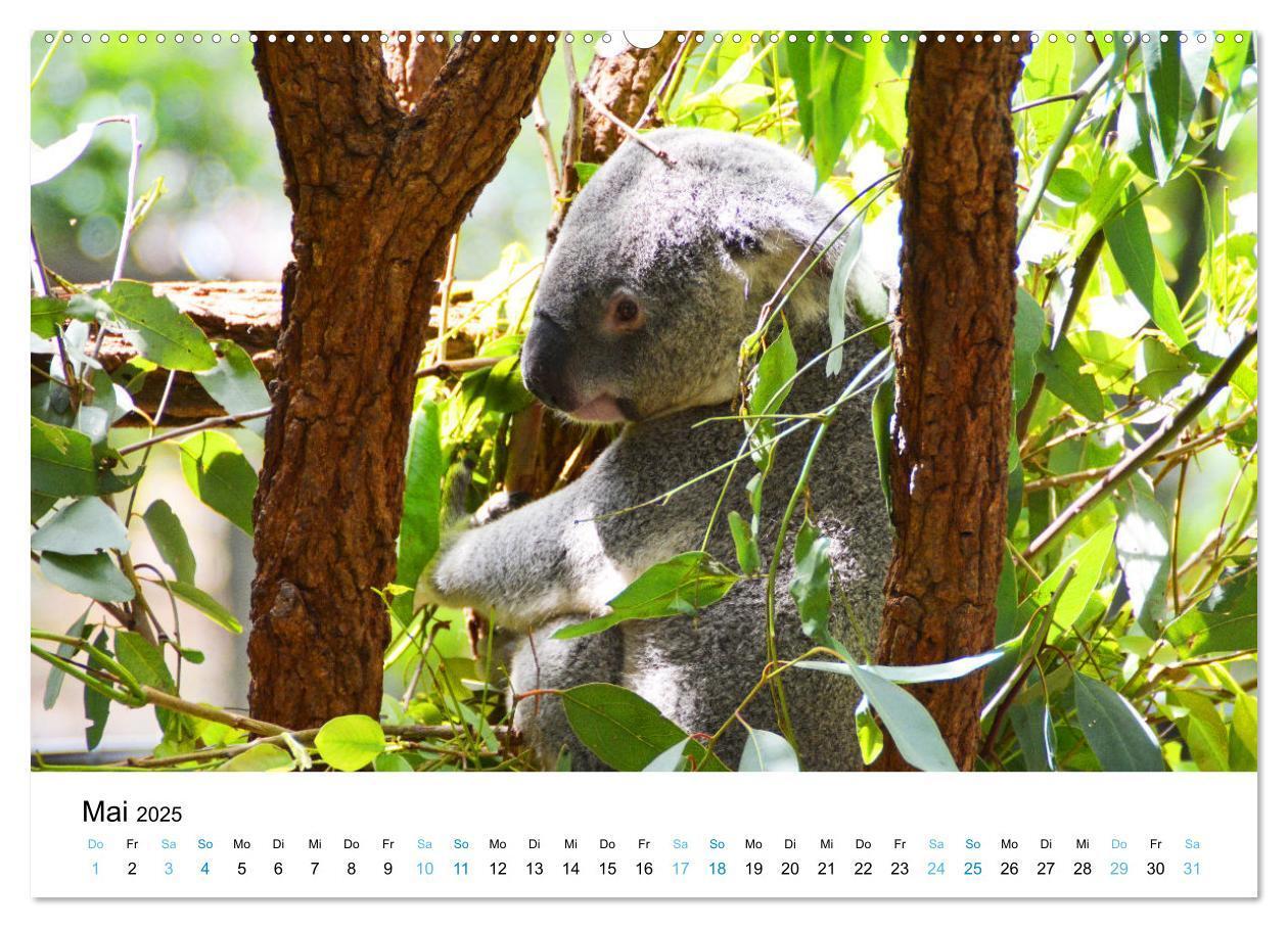 Bild: 9783435094318 | Australien - Down Under - Ostküste (Wandkalender 2025 DIN A2 quer),...