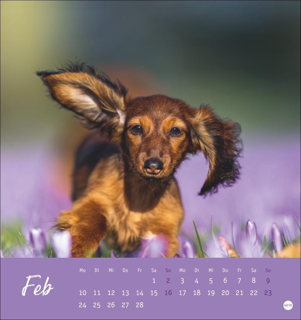 Bild: 9783756407156 | Dackel Postkartenkalender 2025 | Heye | Kalender | Spiralbindung