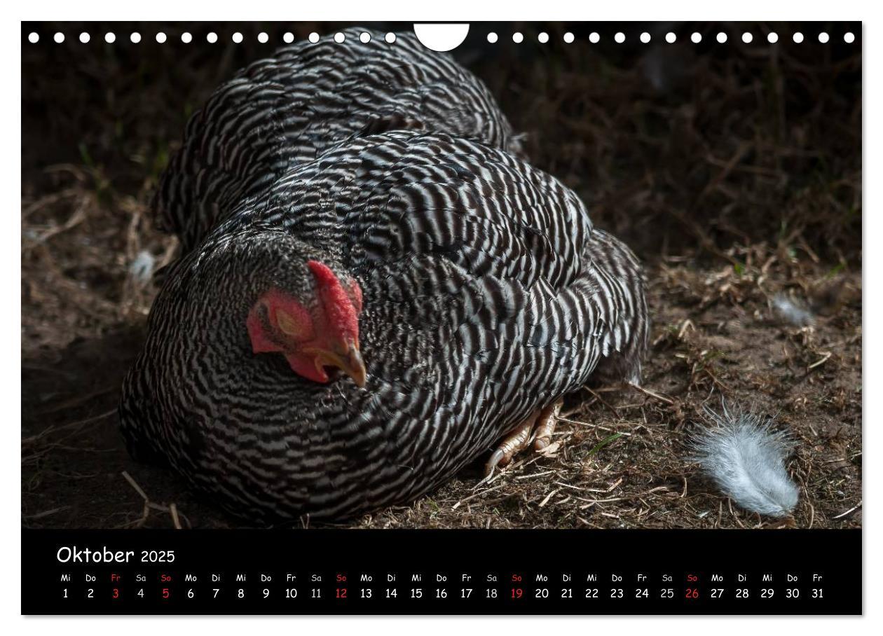 Bild: 9783435564101 | Gartenhühner (Wandkalender 2025 DIN A4 quer), CALVENDO Monatskalender