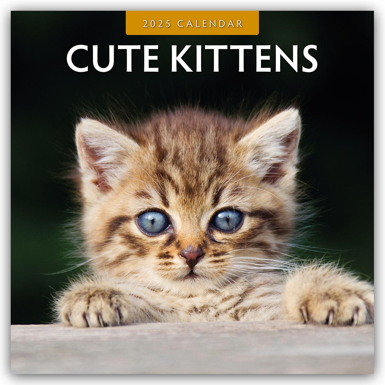 Cover: 9781804423813 | Cute Kittens - Niedliche Kätzchen 2025 - 16-Monatskalender | Robin Red