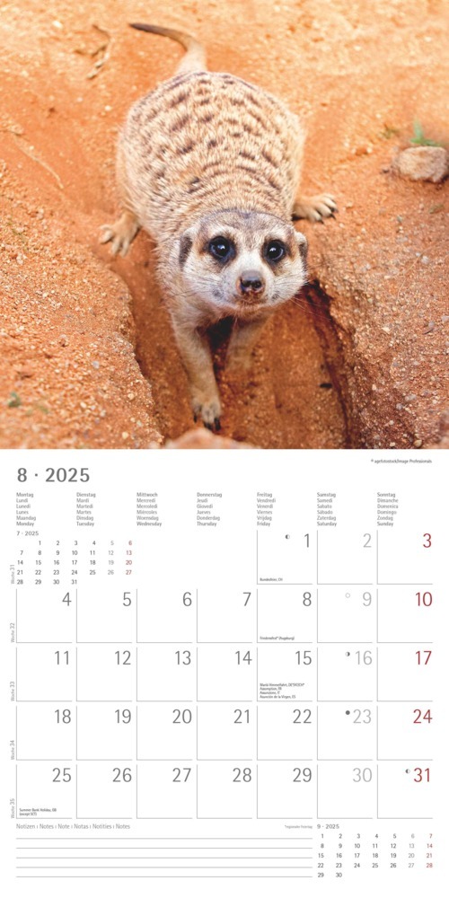 Bild: 4251732340742 | Alpha Edition - Erdmännchen 2025 Broschürenkalender, 30x30cm,...