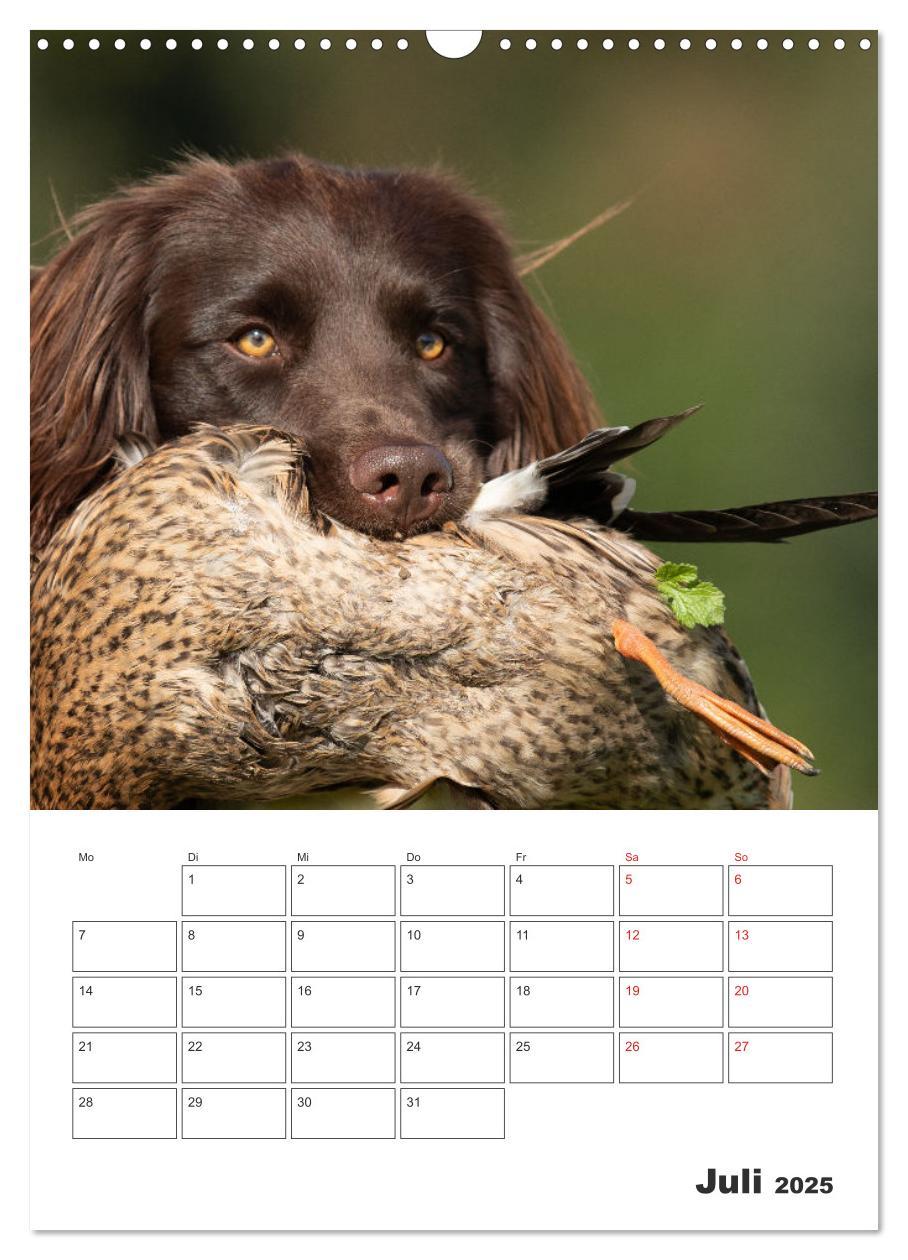 Bild: 9783457163399 | Geboren um zu Jagen. Der kleine Münsterländer (Wandkalender 2025...