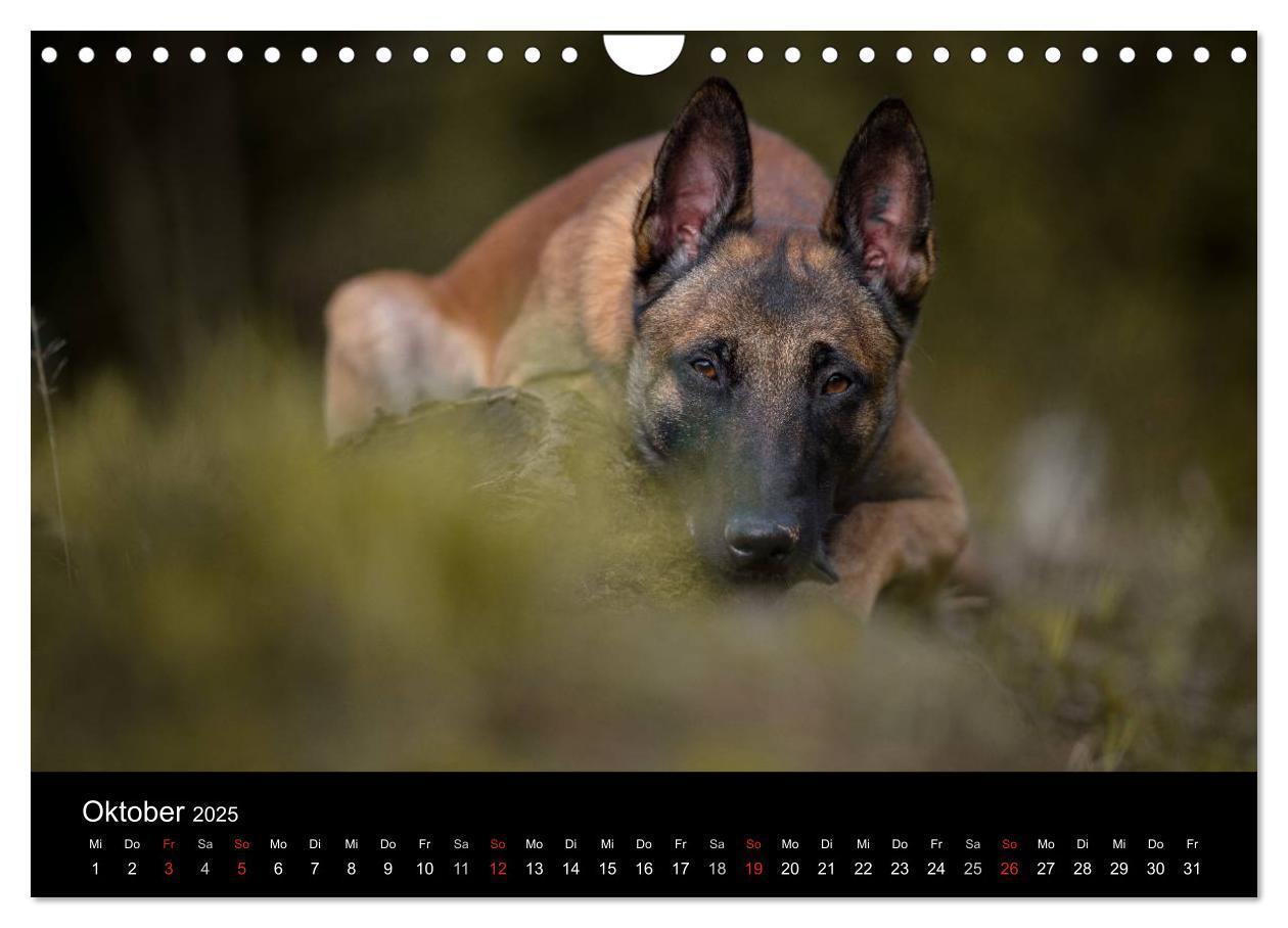 Bild: 9783435643554 | Belgischer Schäferhund - Der Malinois (Wandkalender 2025 DIN A4...