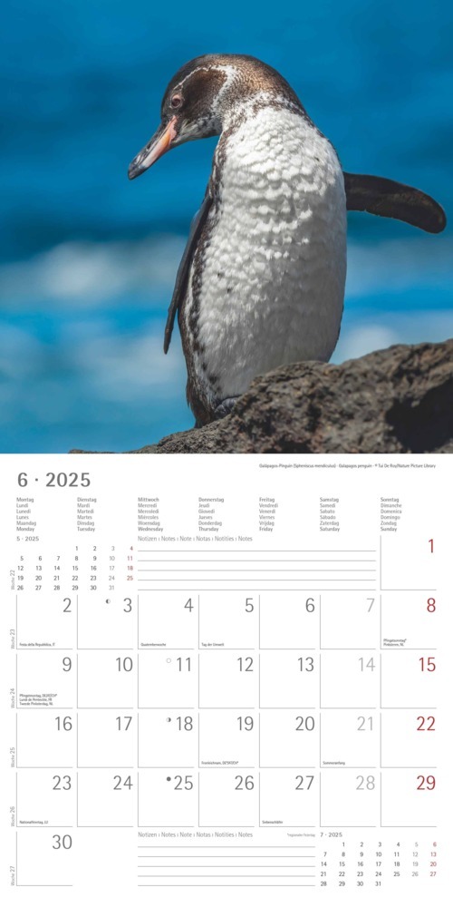 Bild: 4251732343101 | Alpha Edition - Pinguine 2025 Broschürenkalender, 30x30cm,...