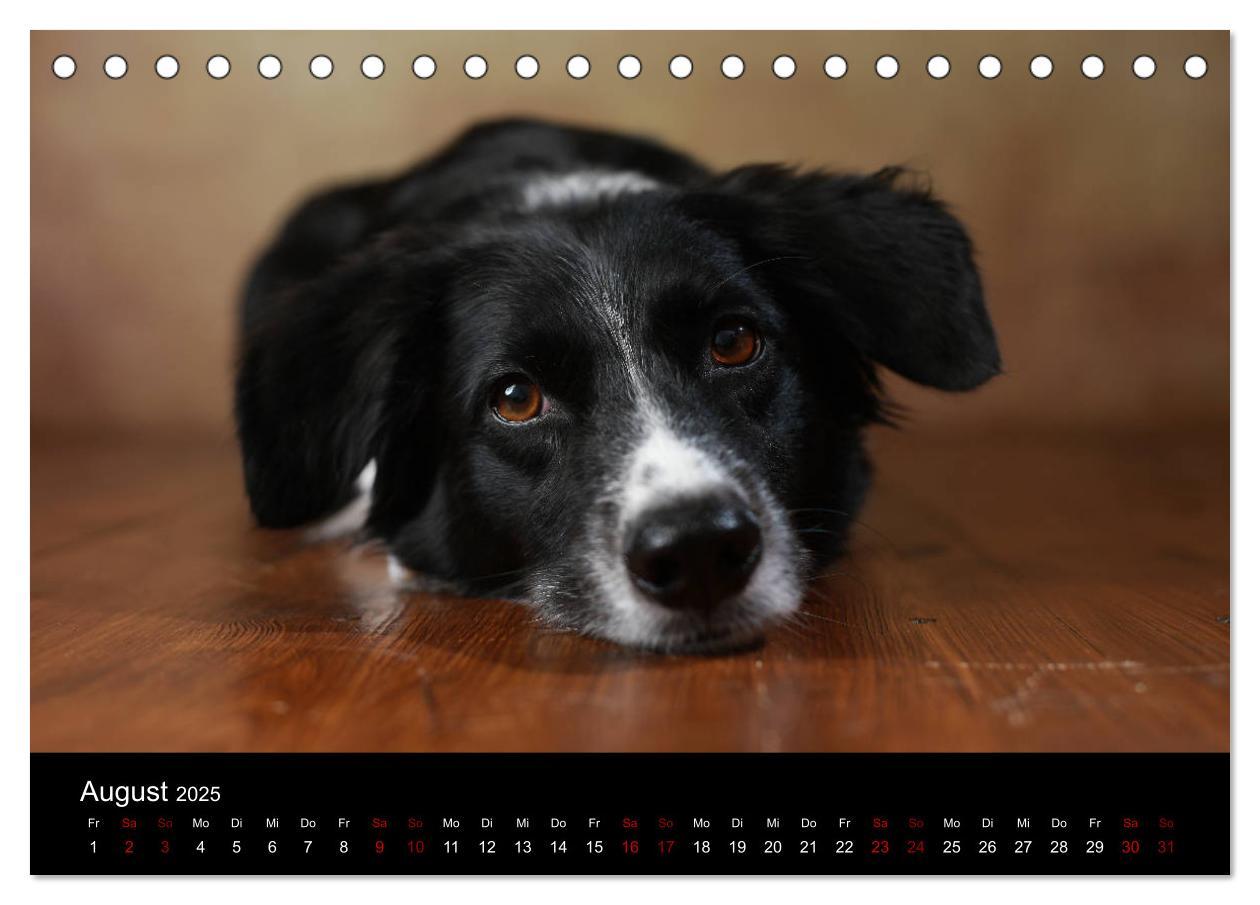 Bild: 9783435435517 | Charmante Australian Shepherds (Tischkalender 2025 DIN A5 quer),...