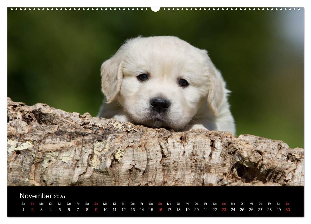 Bild: 9783435822652 | Hundewelpen (Wandkalender 2025 DIN A2 quer), CALVENDO Monatskalender