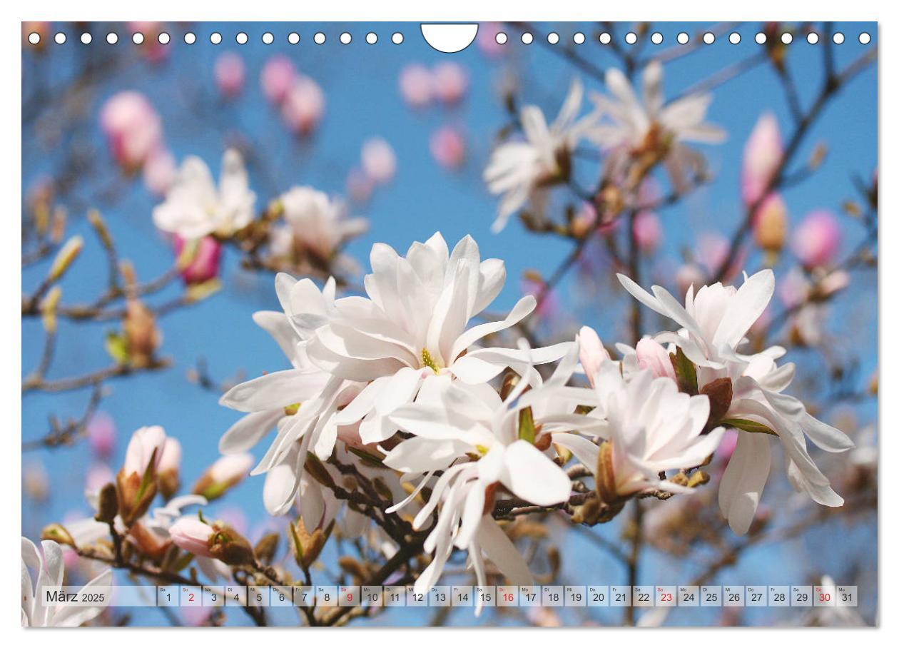 Bild: 9783435240357 | Magnolien Ein Blütenrausch (Wandkalender 2025 DIN A4 quer),...