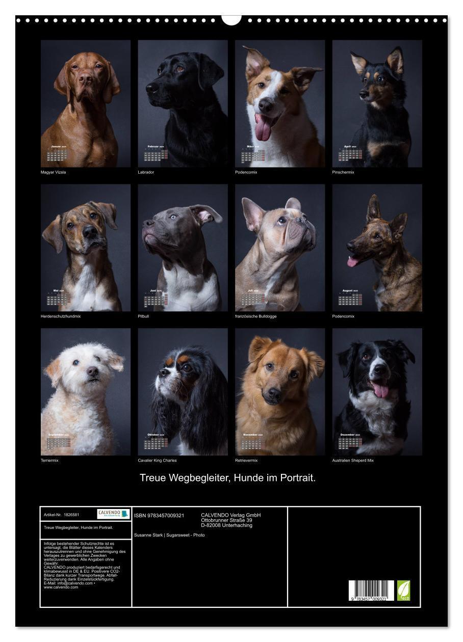 Bild: 9783457009321 | Treue Wegbegleiter, Hunde im Portrait. (Wandkalender 2025 DIN A2...