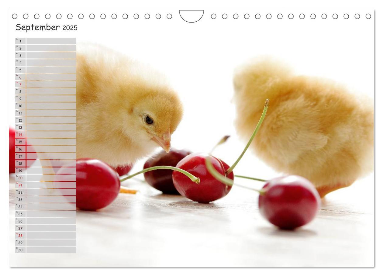 Bild: 9783435587865 | Tierisches aus der Küken-Welt (Wandkalender 2025 DIN A4 quer),...