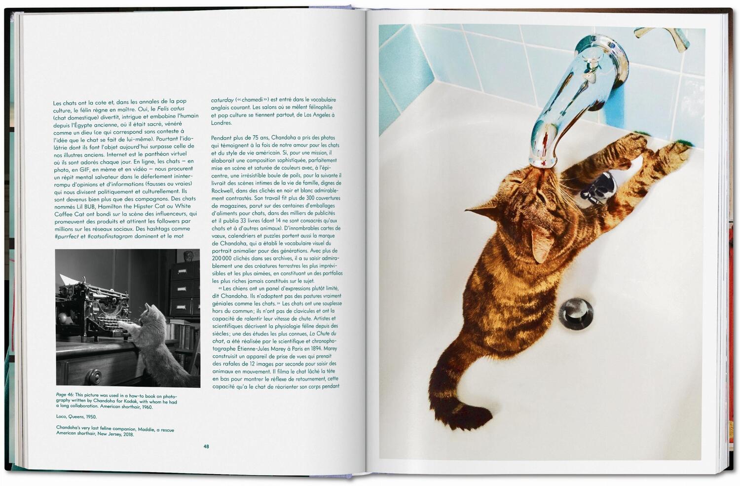 Bild: 9783836573856 | Walter Chandoha. Cats. Photographs 1942-2018 | Susan Michals | Buch