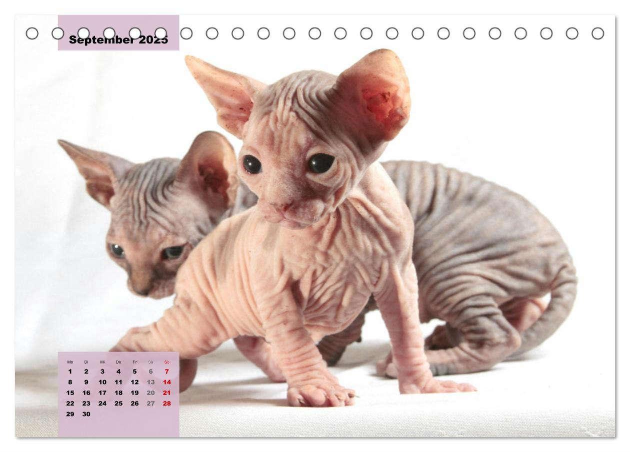 Bild: 9783435049387 | Sphinx. Grazile und anmutige Nacktkatzen (Tischkalender 2025 DIN A5...