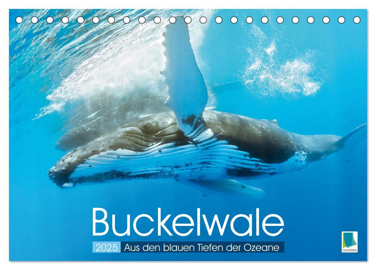 Cover: 9783383776854 | Buckelwale: Aus den blauen Tiefen der Ozeane (Tischkalender 2025...