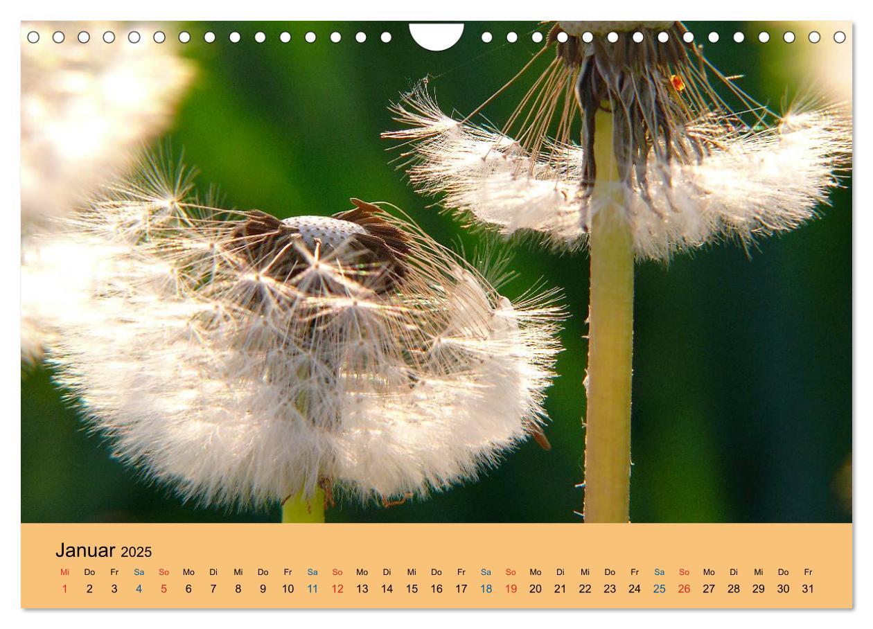 Bild: 9783435775132 | Wildblumen 2025 (Wandkalender 2025 DIN A4 quer), CALVENDO...