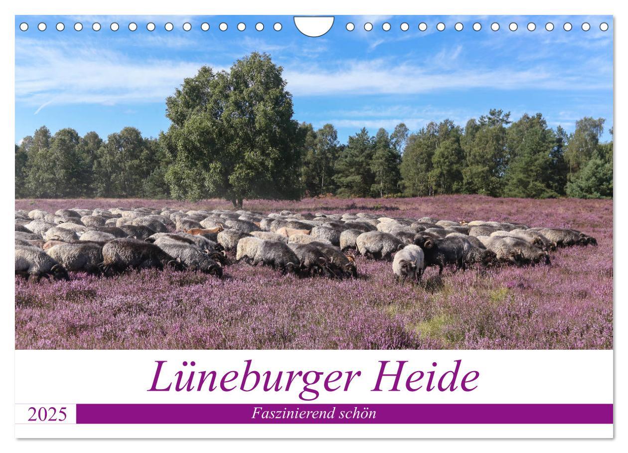 Cover: 9783435458776 | Lüneburger Heide - Faszinierend schön (Wandkalender 2025 DIN A4...